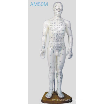 Modelo humano de la acupuntura (AM50M)
